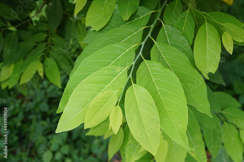 green leaves of custard apple tree. Dicotyledon or dicot plants. sugar apple or sweetsop leaves. An extract of custard apple leaves can get rid of head lice.