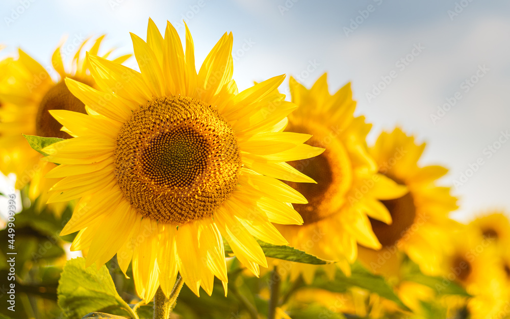 Fototapeta premium sunflower on the field