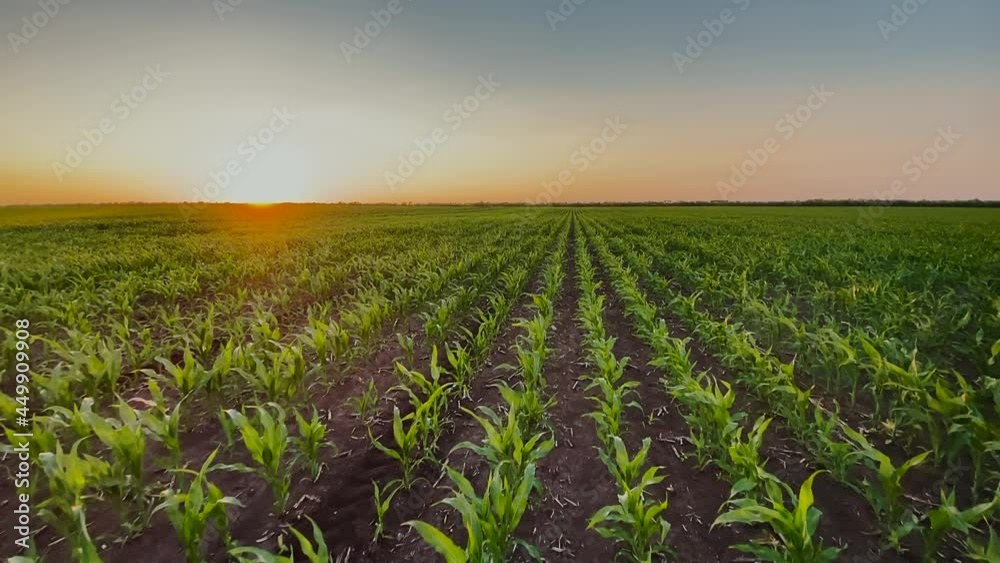 agriculture farm. corn field a sunset farm agricultural field. farm maize agriculture business concept. young green sun corn sunset field beautiful landscape view. netherlands grain farm maize crop agriculture farm. corn field a sunset farm agricultural field. farm maize agriculture business concept. young green sun corn sunset field beautiful landscape view. netherlands grain farm maize crop