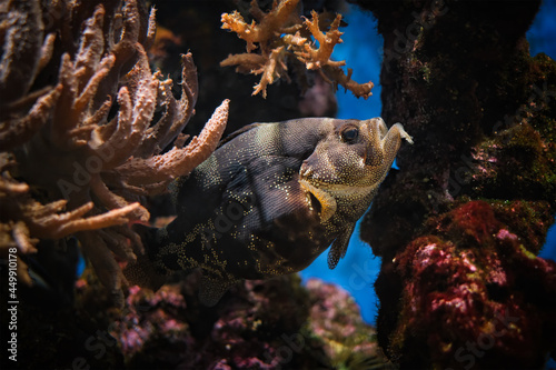 Spotted soapfish Pogonoperca punctata fish underwater in sea photo