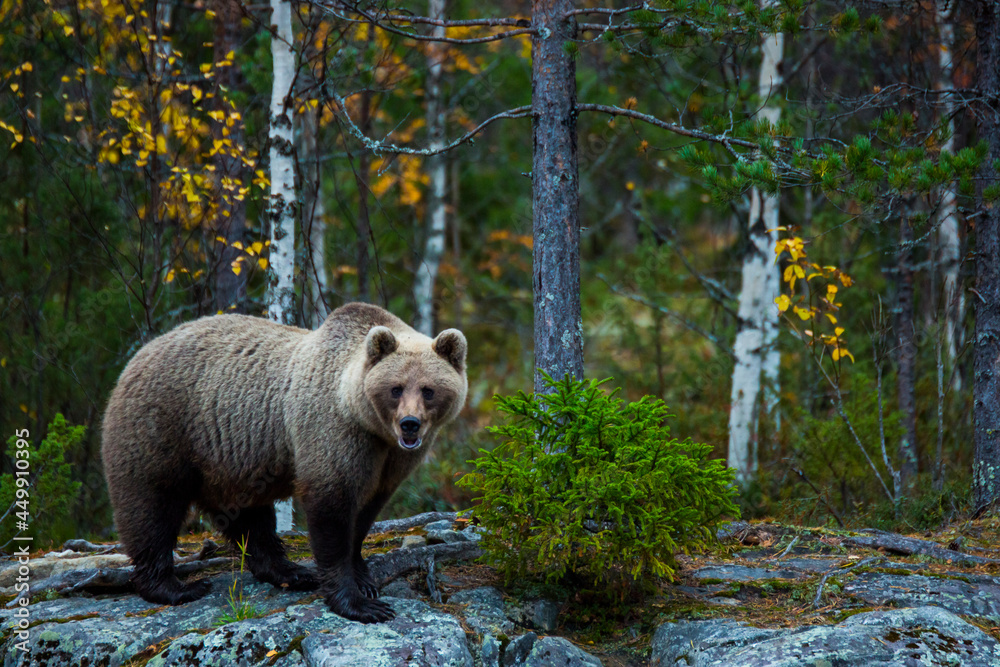 Fototapeta premium Brown bear in Kuusamo, Lapland, Finland