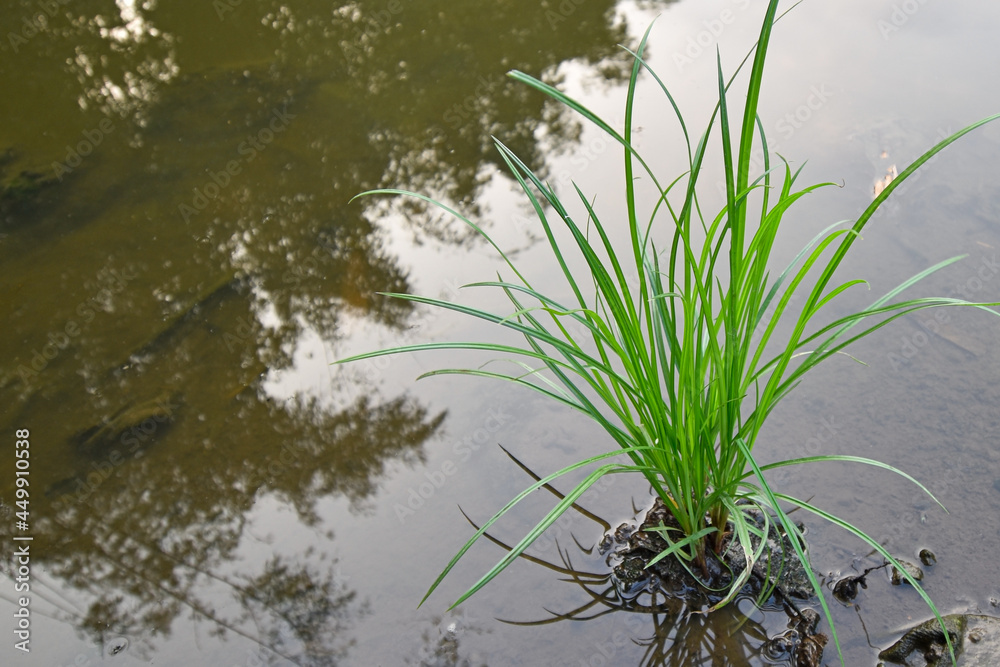 Nut grass (Cyperus rotundus Linn.) and seeds Nut grass (Cyperus rotundus Linn.) and seeds