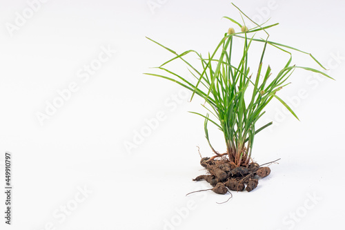 Nut grass (Cyperus rotundus Linn.) and seeds photo