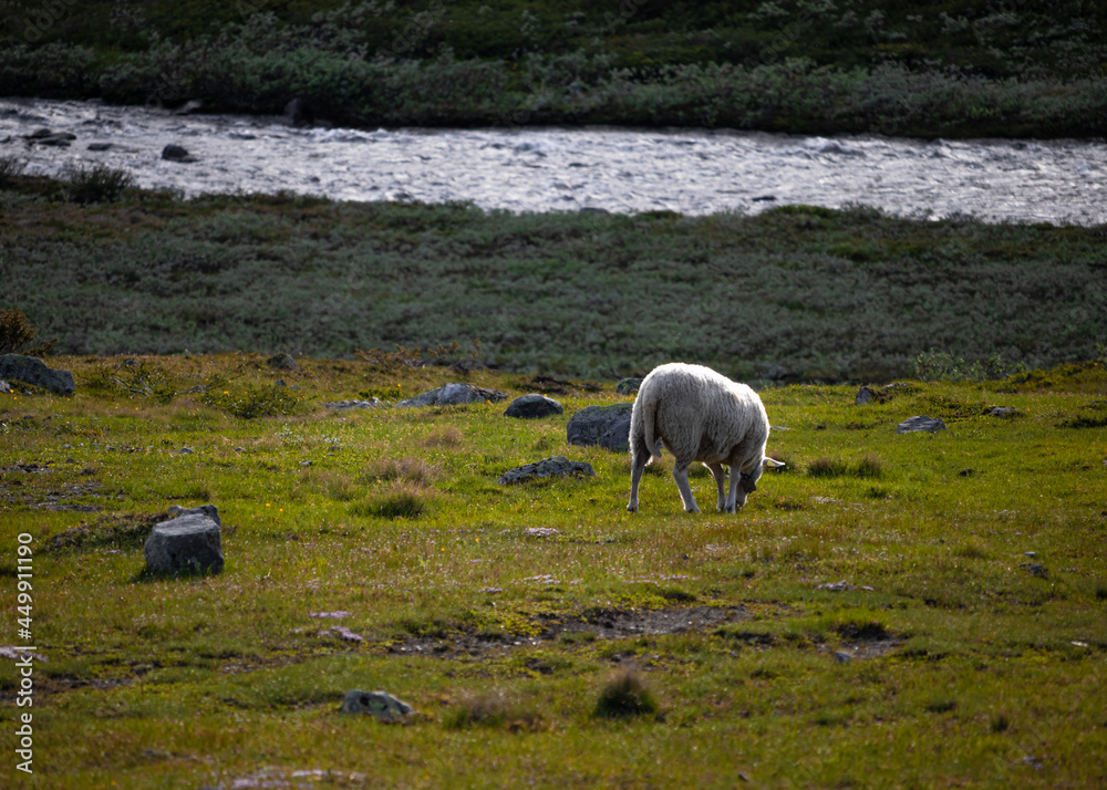 Fototapeta premium Norwegian Nature