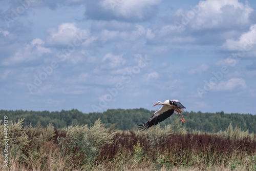 The white stork flies beautifully over the pasture.