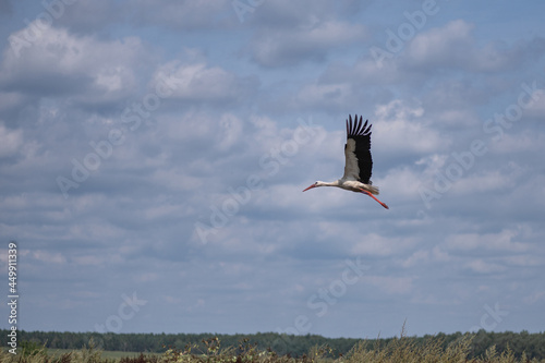 The white stork flies beautifully over the pasture.