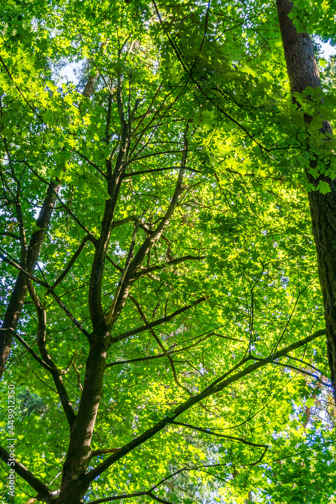 Fototapeta premium Green Leaves And Branches 2