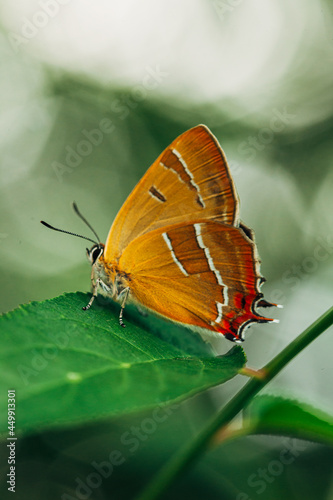 orange butterfly sits on a green leaf of a plant during the rain close-up shot