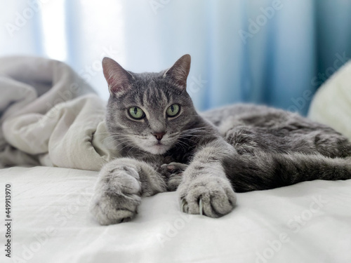 A beautiful gray cat is lying on the owners bed, comfortably settled, with its paws outstretched