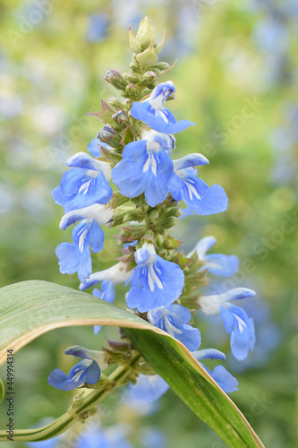Pfeffersalbei / Hummelschaukel (Salvia uliginosa) als Bienenpflanze