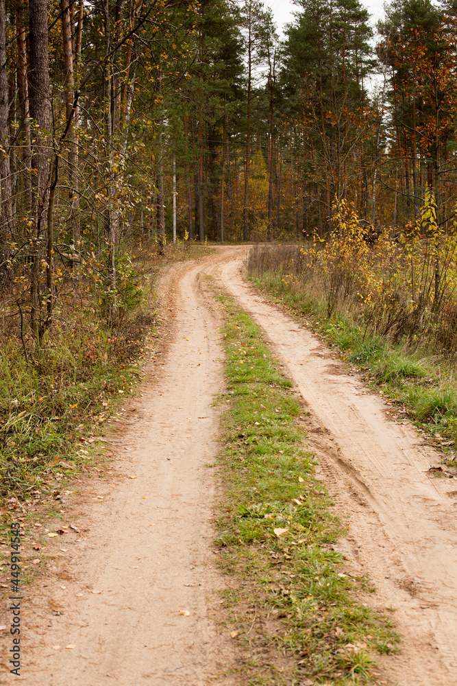 Autumn forest in bright and rich colors