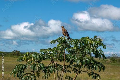 Savanna Hawk (Heterospizias meridionalis) on the Tree, in Bonito, State of Mato Grosso do Sul, Brazil photo