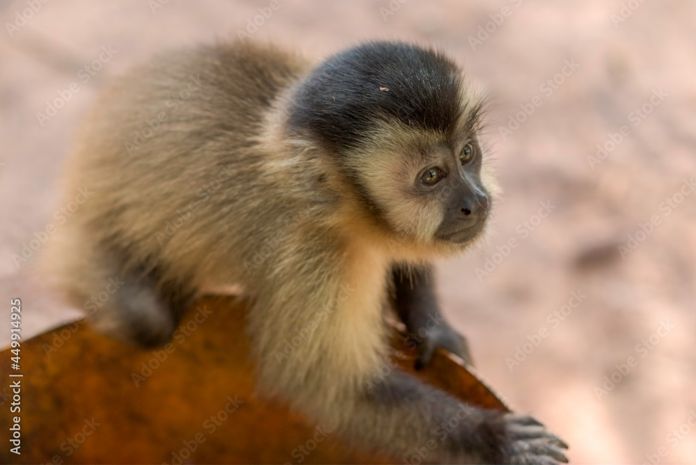 Brazilian Capuchin monkey (Sapajus) in Bonito, State of Mato Grosso do Sul, Brazil Brazilian Capuchin monkey (Sapajus) in Bonito, State of Mato Grosso do Sul, Brazil