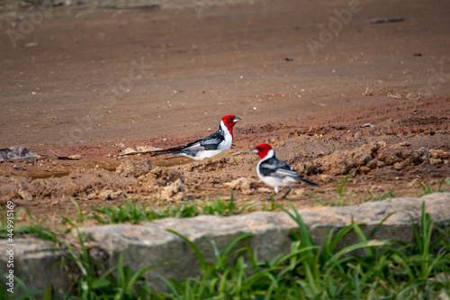 Red-cowled Cardinal (Paroaria dominicana) on the Ground in Rio de Janeiro, Brazil