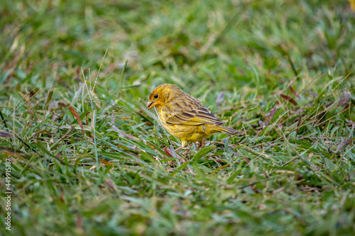 Saffron Finch (Sicalis flaveola) on the Grass in Rio de Janeiro, Brazil photo