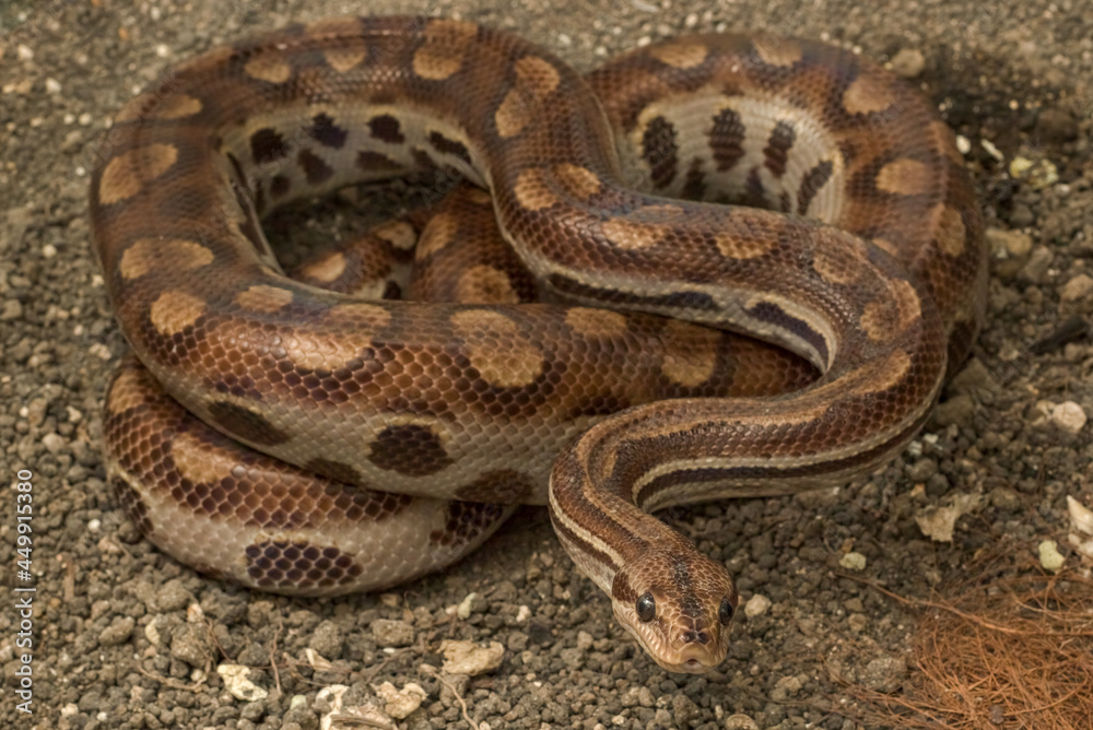 Pet Snake Rainbow boa (Epicrates cenchria assisi) on the Ground Pet Snake Rainbow boa (Epicrates cenchria assisi) on the Ground