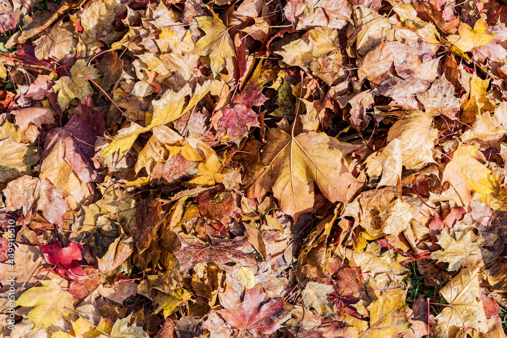 Natural background from autumn leaves without processing. Concept for design. Leaves in October. Natural background from autumn leaves without processing. Concept for design. Leaves in October.