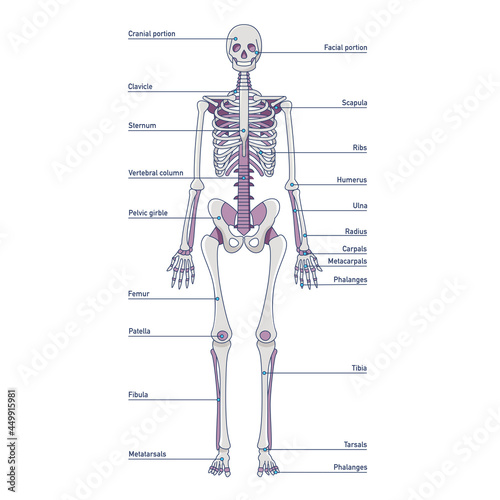 Human bones names anatomical model isolated vector illustration. Front view of skeleton system witch titles design element.	