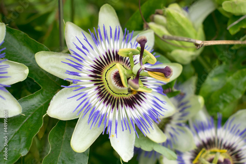 Passionsblume