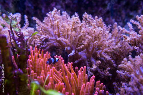Snapshot from the The Aktiengesellschaft Cologne Zoological Garden in Cologne, coral reef underwater