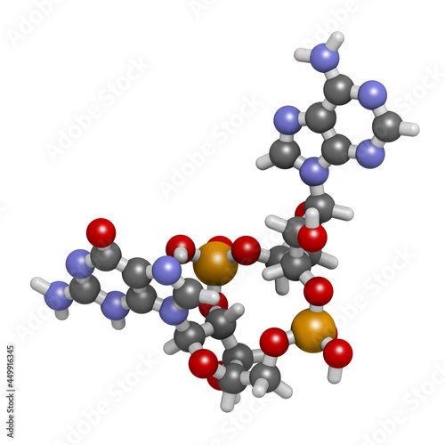 Cyclic guanosine monophosphate-adenosine monophosphate, cGAMP molecule photo