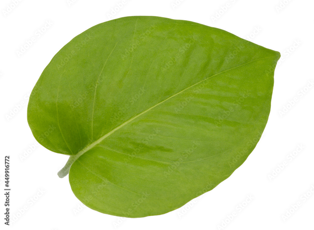 Obraz premium Epipremnum aureum green leaf isolated white background