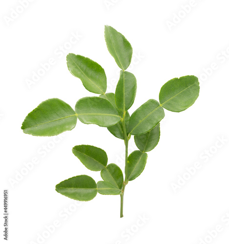 Bergamot leaves (kaffir lime) isolated on white background.