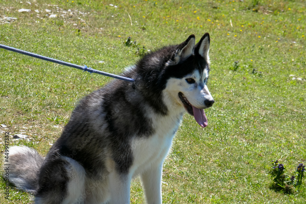Husky dog for a walk in the park.