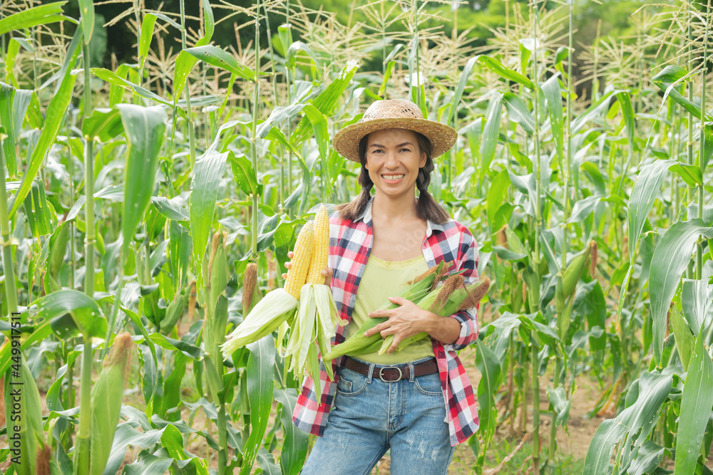 Fototapeta premium female farmer checking plants on his farm. Agribusiness concept, agricultural engineer standing in corn field, green corn field in agricultural garden. Farmer hold fresh organic corn cobs in his hands