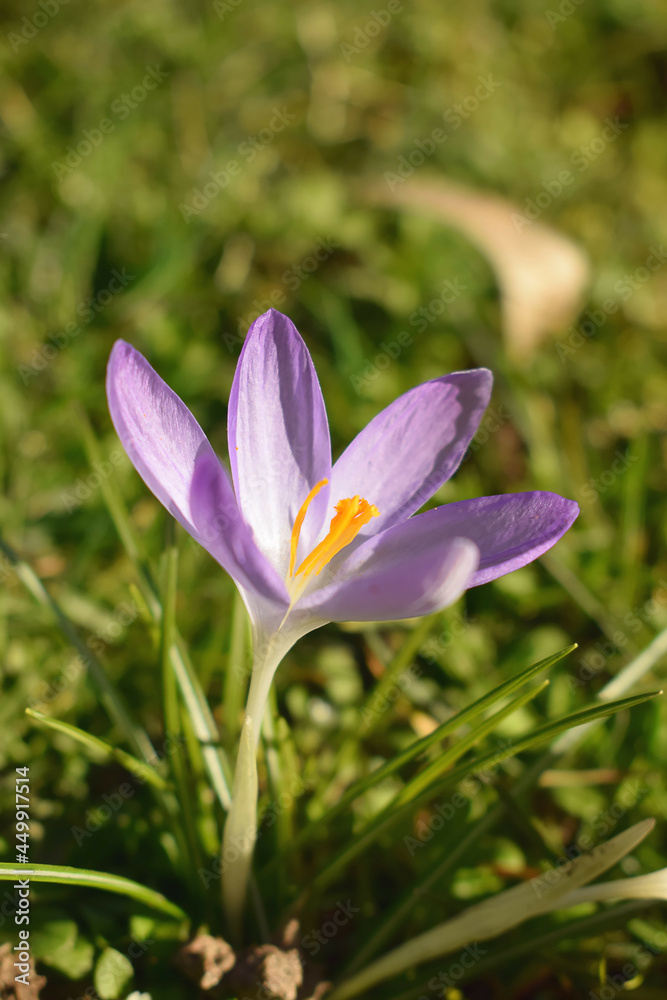 Lila Krokus auf der Frühlingswiese Lila Krokus auf der Frühlingswiese