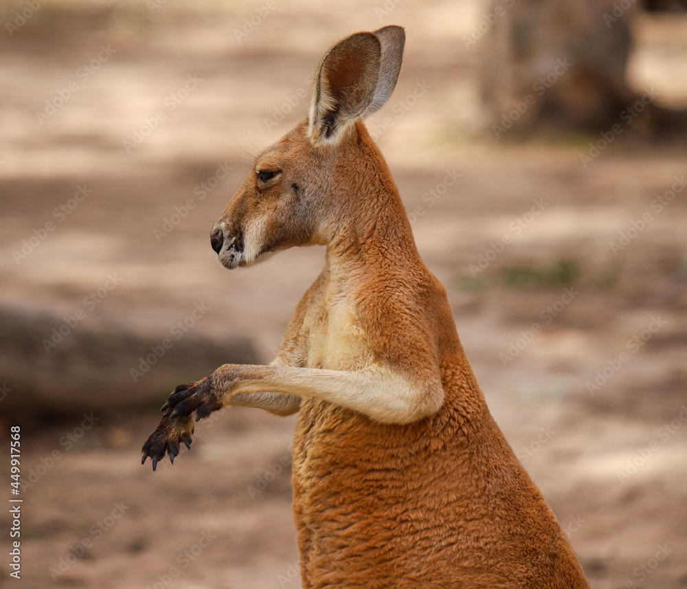 Fototapeta premium kangaroo in the grass