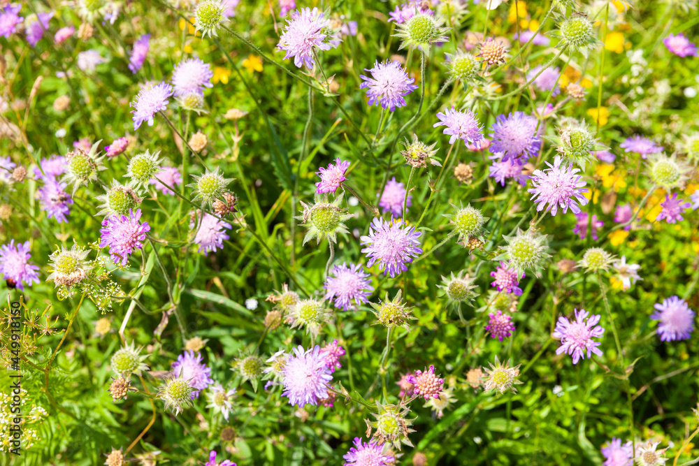 Obraz premium Tauben-Scabiose in einer Wildblumen Wiese