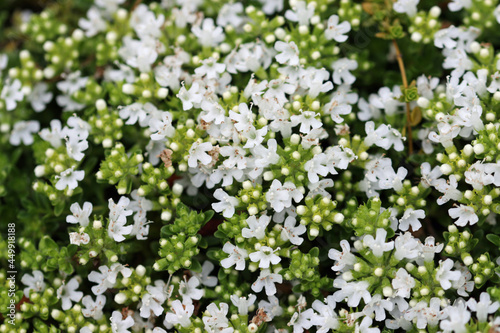 White flowered creeping thyme flowers in close up