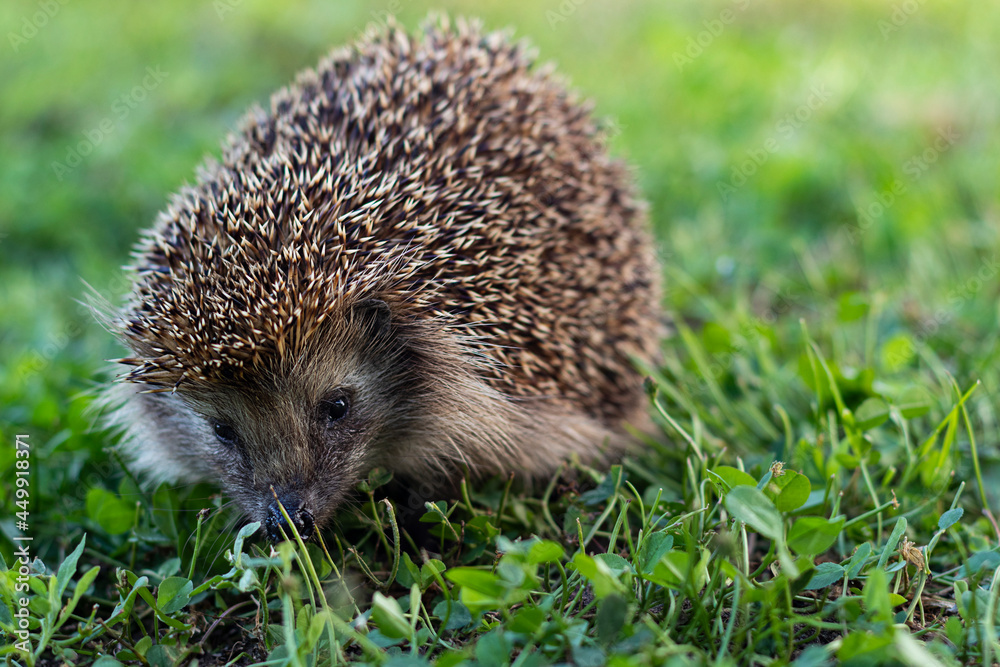 Fototapeta premium Close-up of a wild European hedgehog in its natural environment, on green grass.