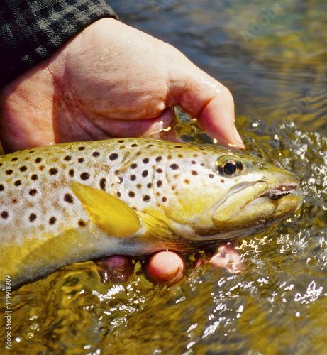 Fototapeta Naklejka Na Ścianę i Meble -  A brown trout with a fly 