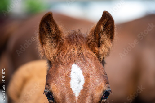 Close up of ears and mane red foal with white star