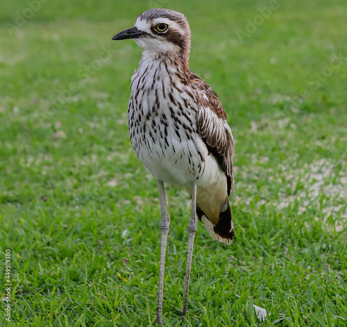 bush stone-curlew