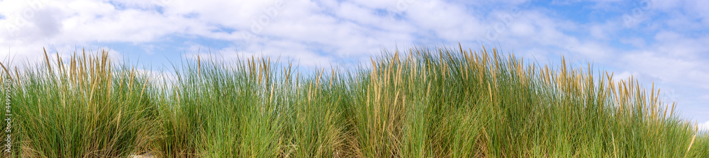 Panorama Dünengras Strandroggen Dünen Ostsee