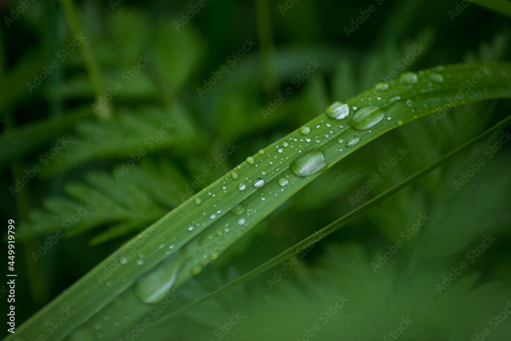 water drops on a grass water drops on a grass