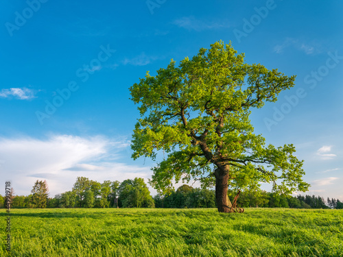 Old Oak Tree in Green Meadow under Blue Sky in Spring