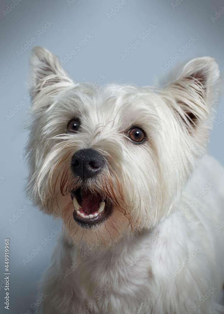 Dog Perro West Highland white terrier pet mascota Dog Perro West Highland white terrier pet mascota
