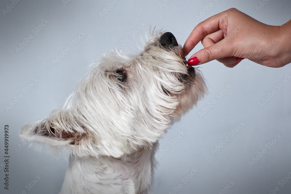 Dog Perro West Highland white terrier pet mascota Dog Perro West Highland white terrier pet mascota