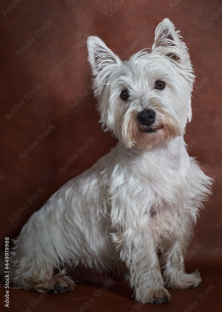 Dog Perro West Highland white terrier pet mascota Dog Perro West Highland white terrier pet mascota