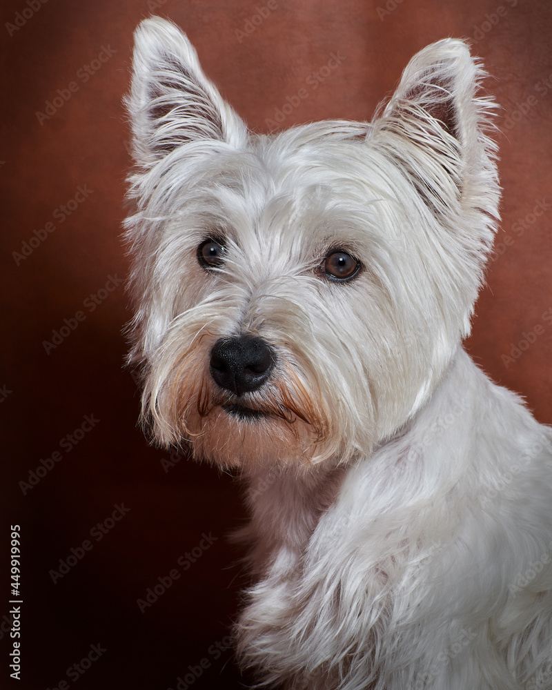 Dog Perro West Highland white terrier pet mascota Dog Perro West Highland white terrier pet mascota