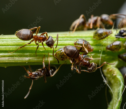 ants taking care of aphids detail © Petr