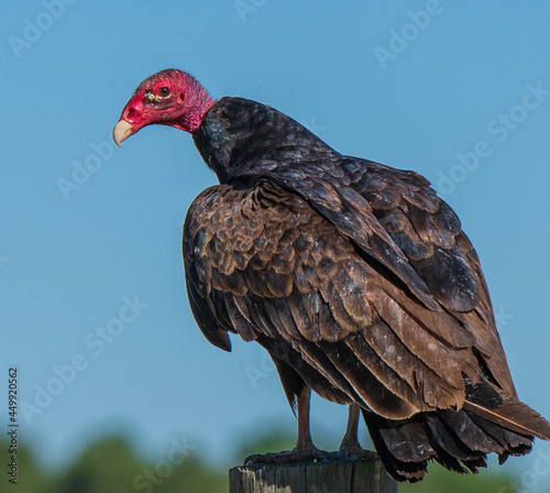 turkey vulture in the wild photo