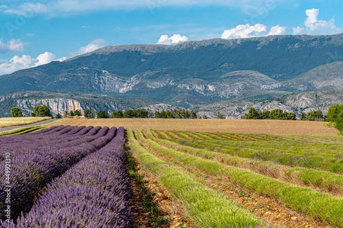 Champ de lavande à moitié coupé sur la plateau de Valensole