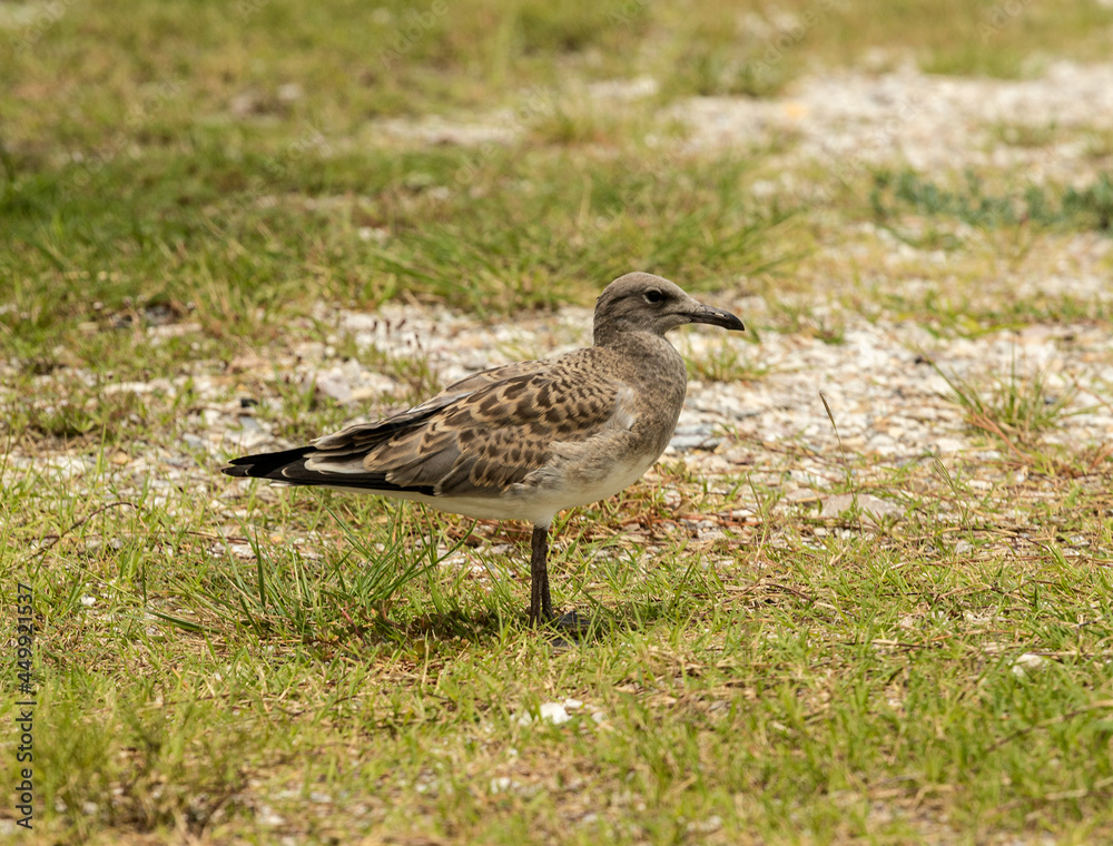 black headed gull walking on the ground black headed gull walking on the ground