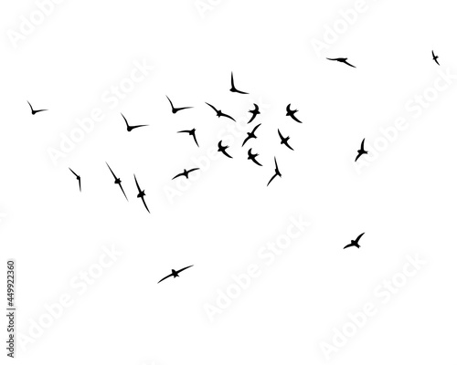 Flying birds silhouettes. A flock of swallows, swifts. Wallpaper, background design. Vector flock of birds isolated on white background.