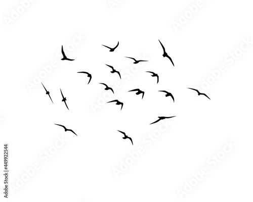 Silhouettes of flying birds on a white background. Flight of seagulls. Wallpaper, background design. Vector flock of birds isolated on white background. © Taty ZT
